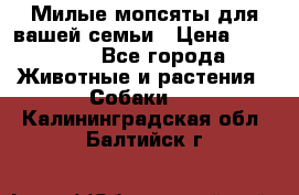 Милые мопсяты для вашей семьи › Цена ­ 20 000 - Все города Животные и растения » Собаки   . Калининградская обл.,Балтийск г.